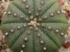 แอสโตรไฟตัม (Astrophytum asterias)