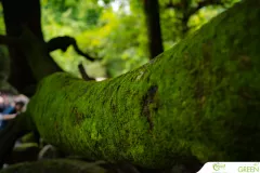 for-green-Ep86ai-62