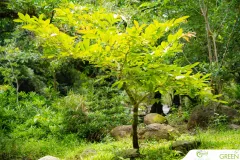 for-green-Ep86ai-63-1