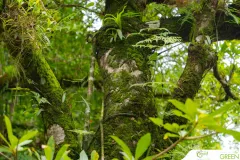 for-green-Ep86ai-64