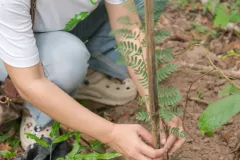 for-green-Ep86ai-10-1