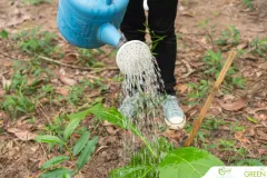 for-green-Ep86ai-14-1