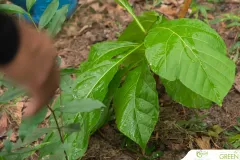 for-green-Ep86ai-15