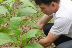 for-green-Ep86ai-26