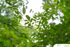 for-green-Ep86ai-40