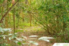 for-green-Ep86ai-47