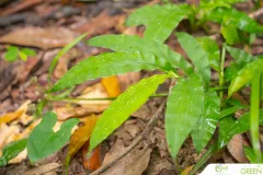 for-green-Ep86ai-48