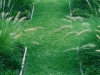 Cross Grass