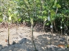 ต้นโกงกางที่เราปลูกในวันนี้ @ สถานีพัฒนาทรัพยากรป่าชายเลนที่ 1