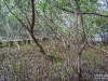 ป่าชาเลน หรือที่เรียกกันอีกชื่อว่า ป่าโกงกาง @ ศูนย์ศึกษาธรรมชาติกองทัพบก