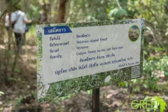 ต้นเสม็ดขาว 01 @ Infinity Design For Green EP.80 สวนพฤกศาสตร์ระยอง